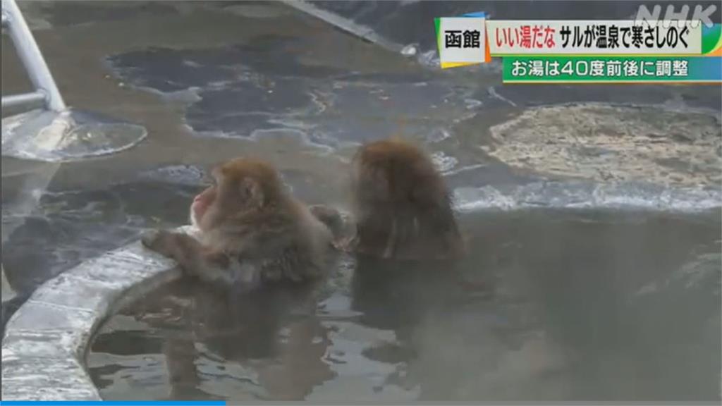 北海道植物園設溫泉讓猴群避寒  吸引民眾前來