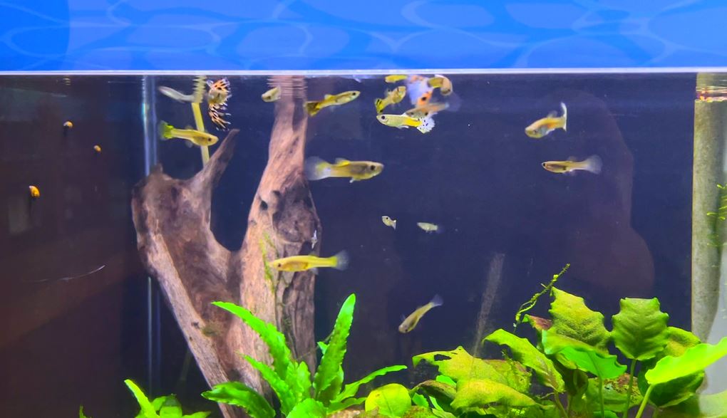 只要2～15元銅板價！　花蓮水培所開放登記購買魚苗