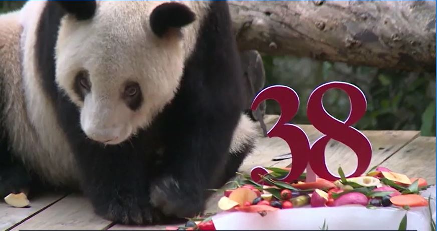 最老圈養貓熊生日 百歲貓瑞吃冰慶生 