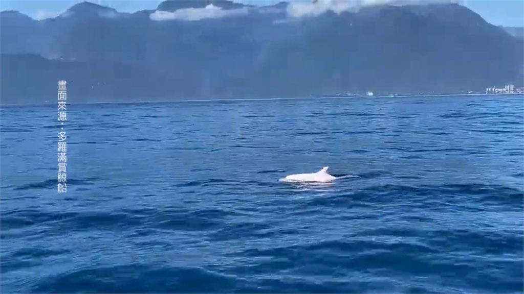 新春出遊目擊白子花紋海豚　遊客驚呼聲連連　業者：全台第一次