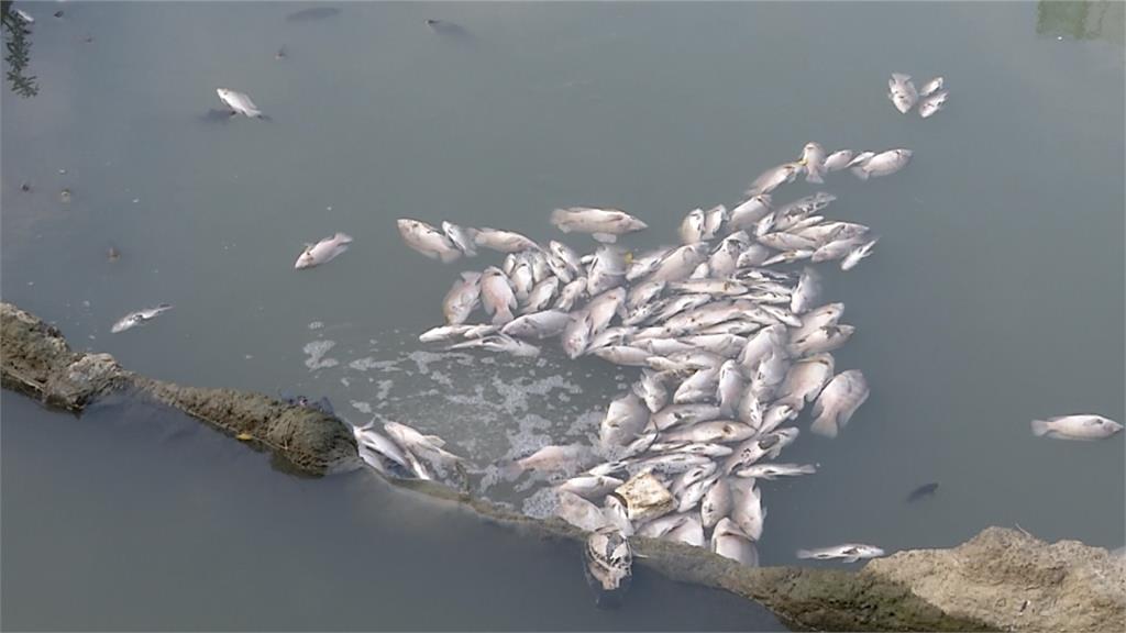年前打掃污水多 豆子埔溪如「魚群公墓」