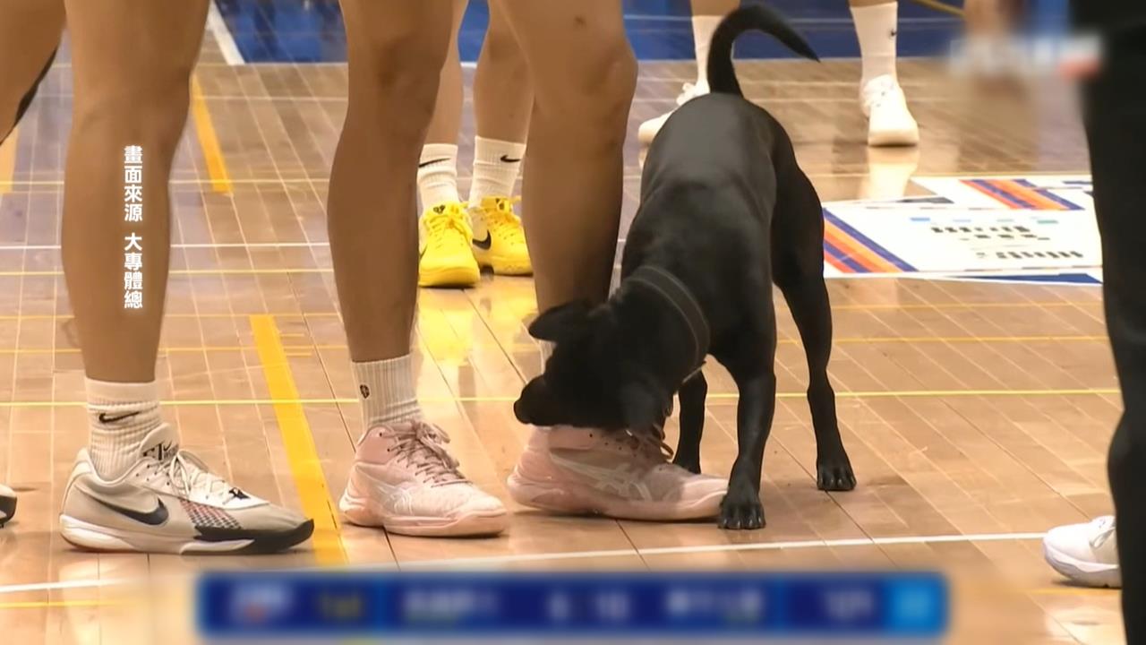狗狗闖入UBA預賽咬鞋帶! 義守教練姨母笑逗狗