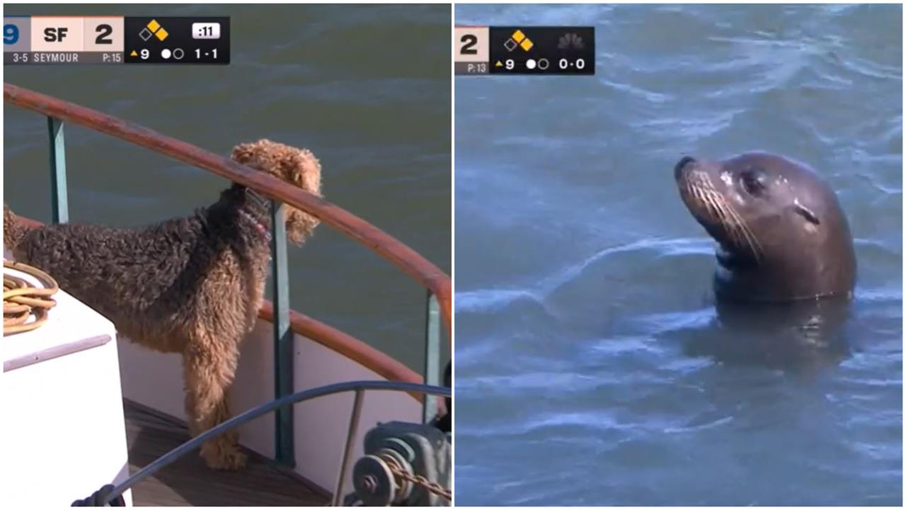 MLB(影)/世仇對決變「動物星球」! 海獅徘徊遊艇、狗狗探頭找新朋友超萌