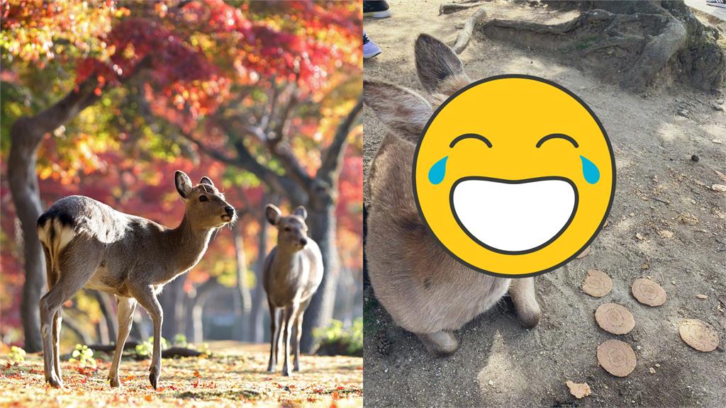 旅客遊日本報復性餵食！奈良鹿「實現仙貝自由」吃到厭世網笑：好鹿命