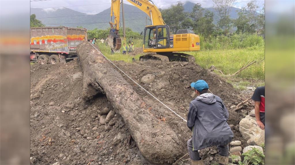 山老鼠集團挖走值400萬漂流櫸木　埋農地裡伺機出售　　警逮11人