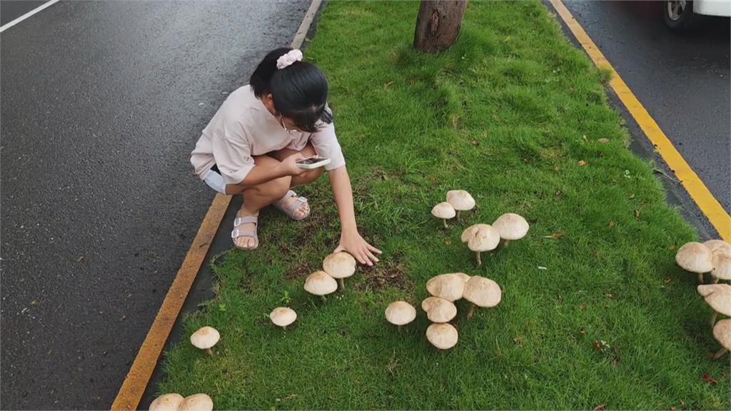 高雄分隔島驚見比手掌大蕈菇！　專家示警誤食恐致命