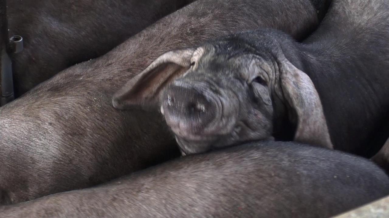 異言堂(影) /廚餘去化是豬農責任? 專家籲:長期錯誤習慣該修正