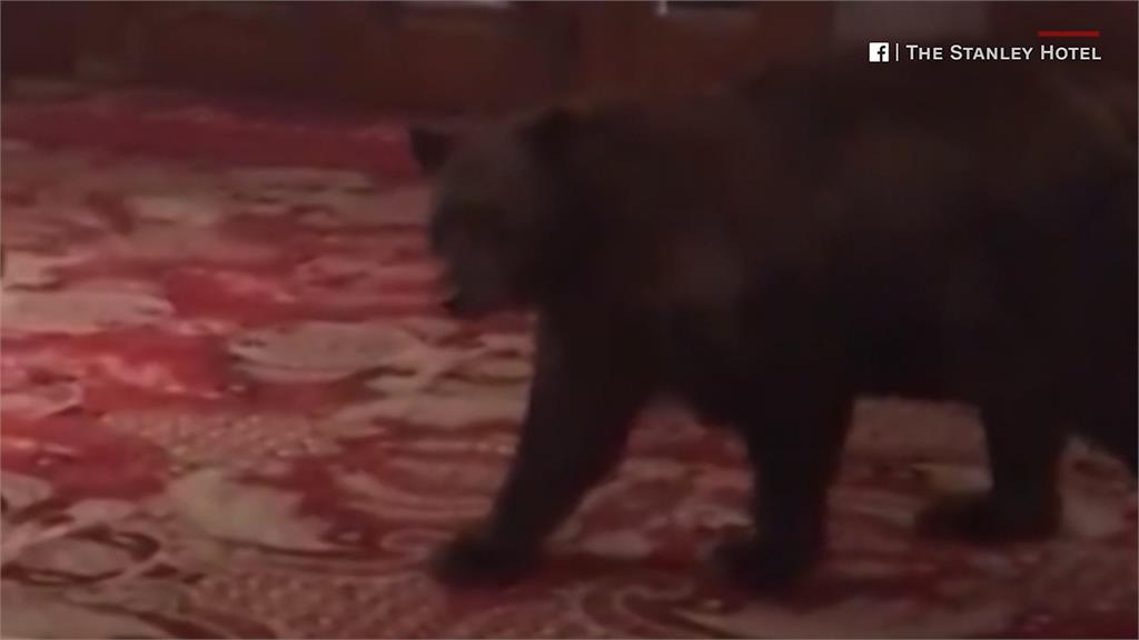 黑熊闖旅館 櫃檯人員拍照PO網吸34萬點閱率