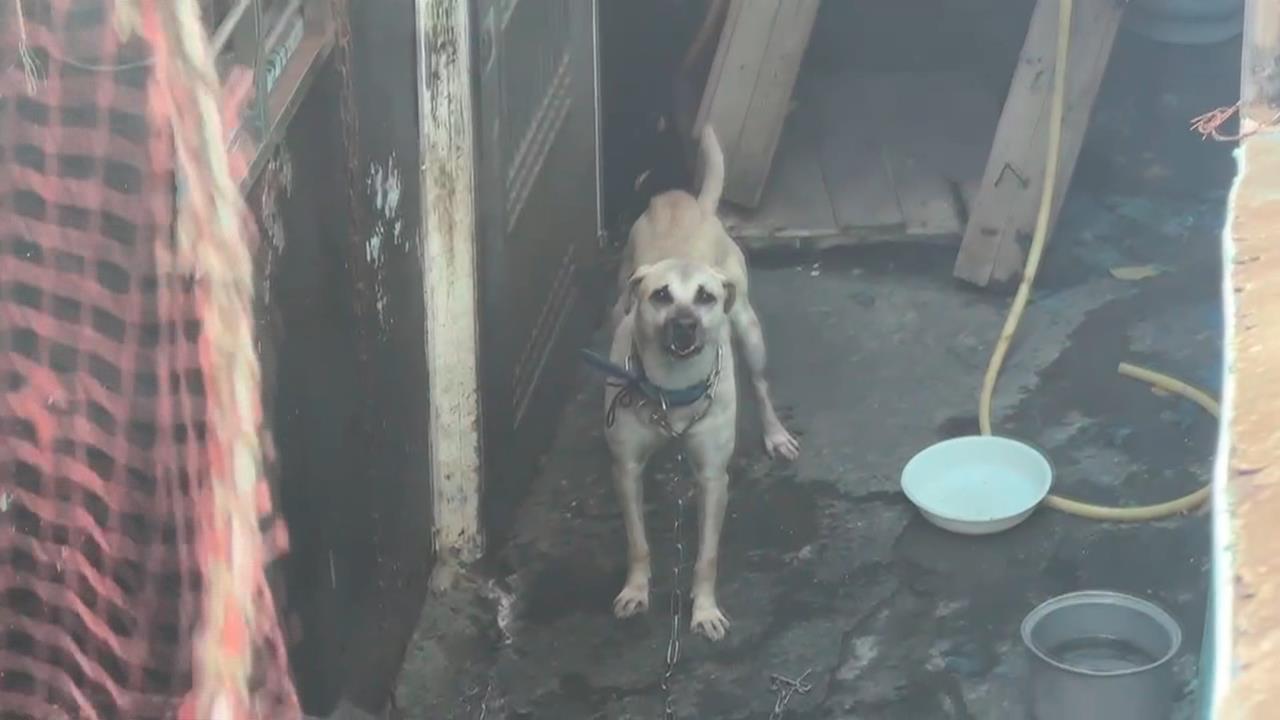 基隆惡犬「咬斷郵務士手指」　動保處強制收容、通知飼主到案