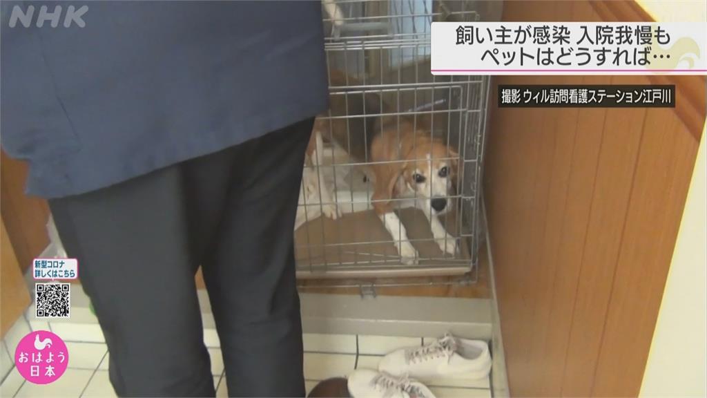 日本確診患者入院治療　寵物誰來照顧怎麼辦？