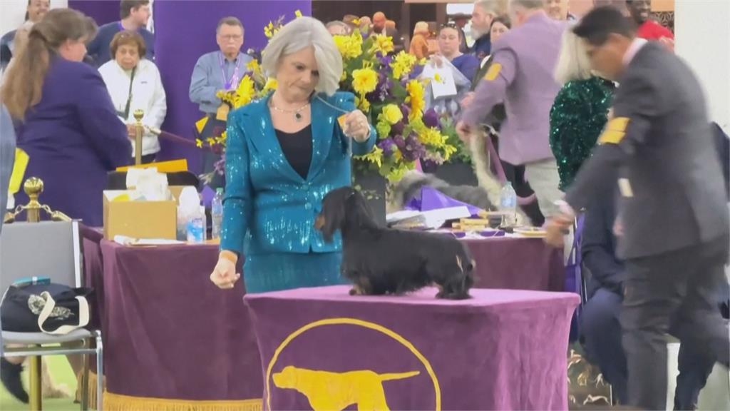 狗界奧斯卡！美國西敏犬展　超過2500隻狗狗參賽