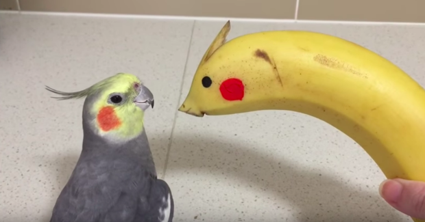 超鬧主人拿「香蕉」假扮成同類跟鳥寶玩...下一秒鳥寶的「超嗨」反應讓人都笑翻啦！
