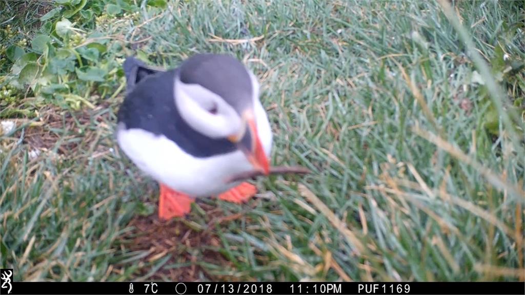 海鳥比你想的還聰明！冰島國鳥「帕芬鳥」會拿樹枝搔癢
