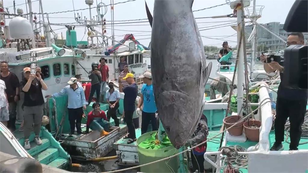 黑鮪魚捕撈進度慢！　價格維持高檔、精華部位貴八成