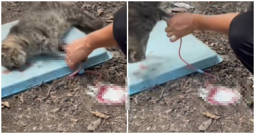 恐怖灰色產業鏈！廣州動物血庫低價收購流浪貓　「抽光血液」高價轉賣