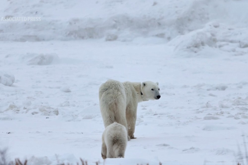 【有片】北極熊母熊罕見收養非親生幼崽　科學家：機率不到1%