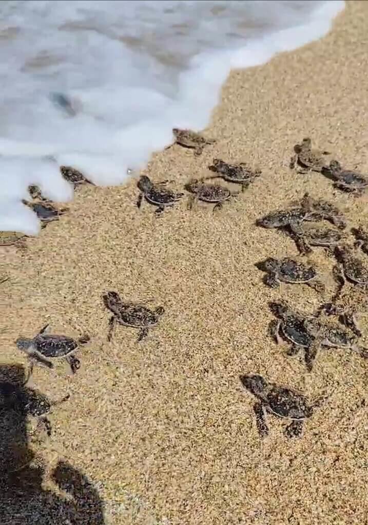 逾百新生綠蠵龜回歸大海　墾管處籲民眾共同保育