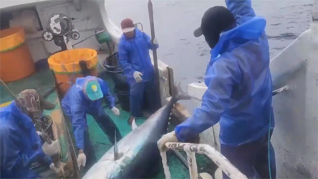 全台第一鮪！南方澳"全昌隆168號"捕獲216公斤黑鮪