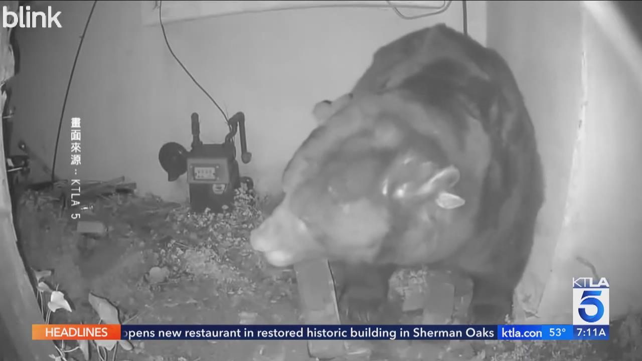 熊熊版「寄生上流」 美國250公斤黑熊窩居地下室