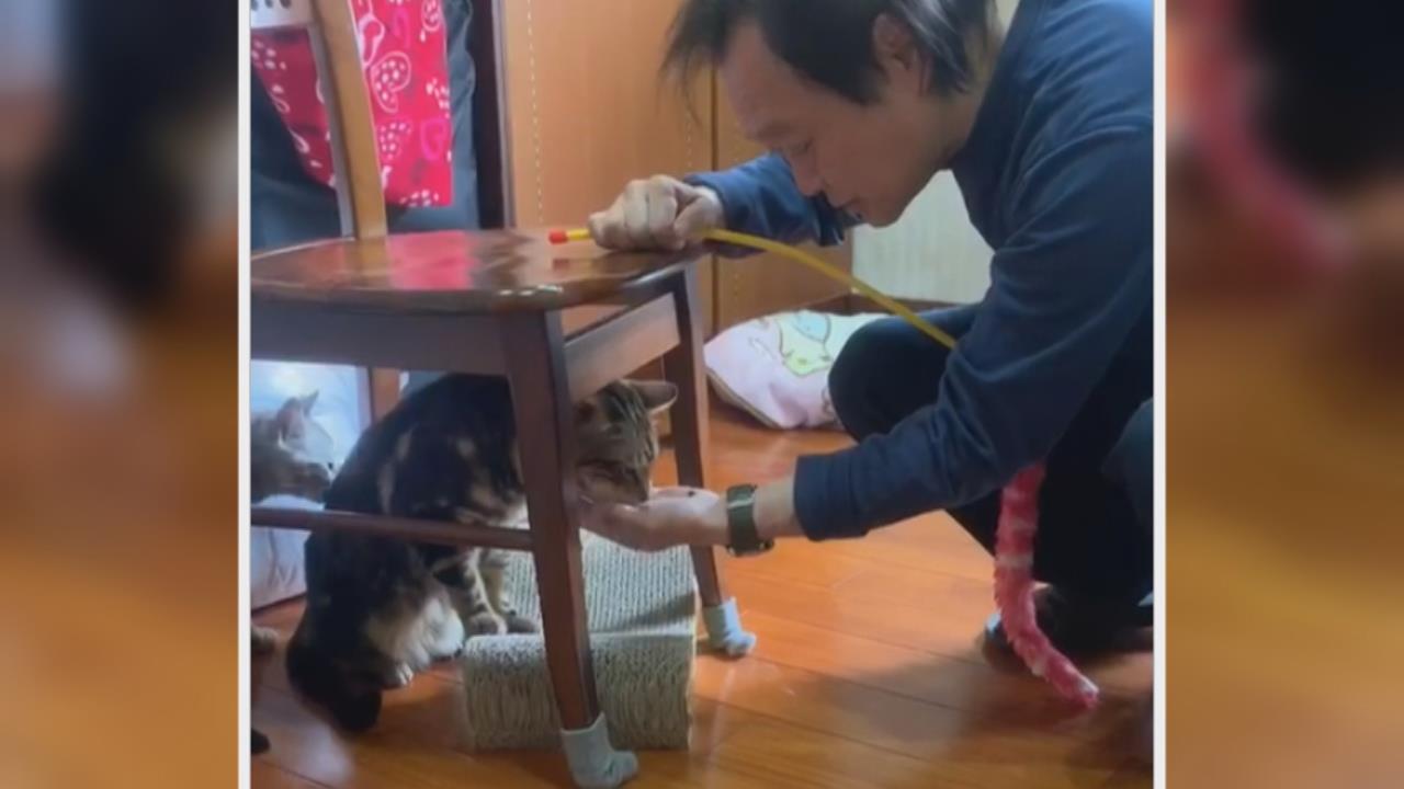 八點檔「世堅」奶牛貓一炮而紅　網友跪求同款肉泥