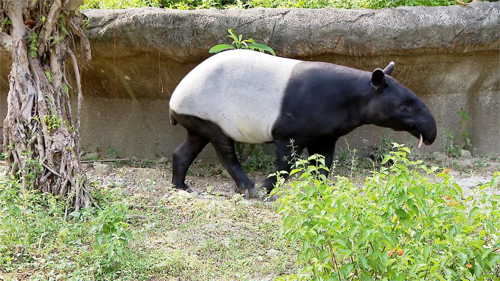 北市動物園「貘克」疑熱衰竭驟逝！插畫家馬來貘「15字告別」萬粉淚崩了