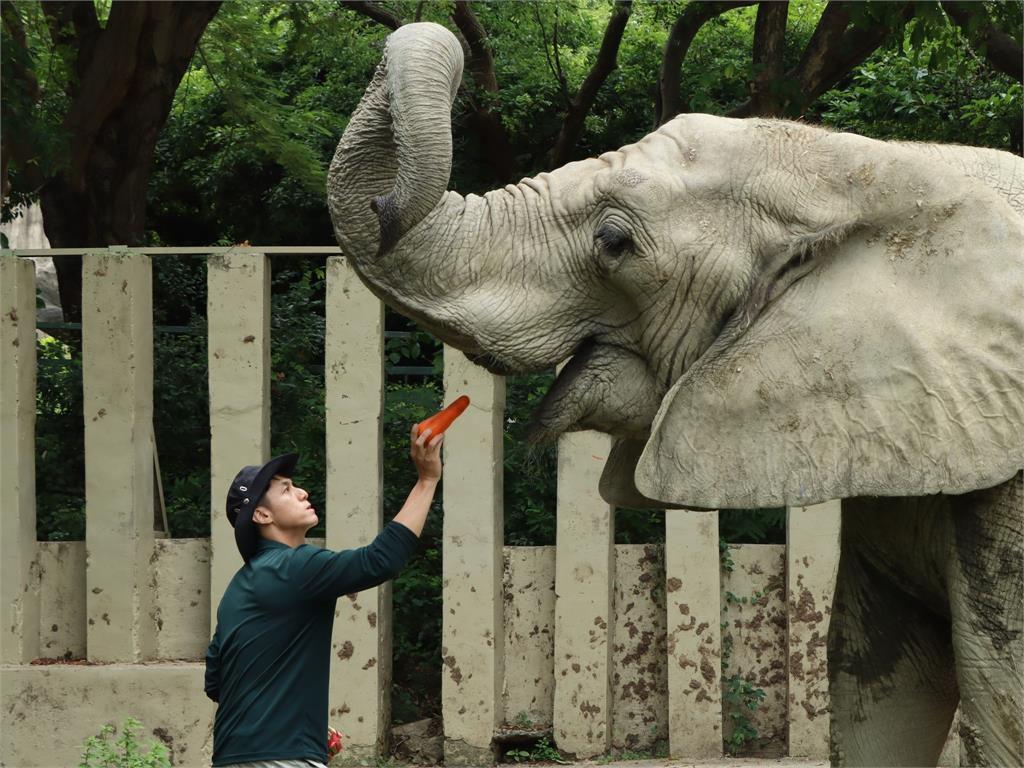 快新聞／15位超級奶爸父親節快樂！　壽山動物園保育員陪非洲象阿里40年如父女