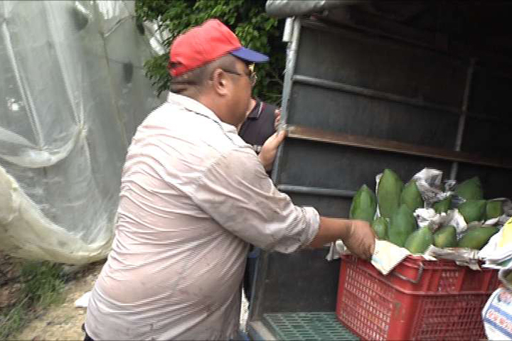 尼莎颱風來襲 大內農民搶收木瓜