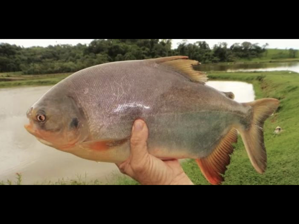 亞馬遜養殖魚皮變包裝材料　巴西研究開發可食性UV阻隔生物薄膜