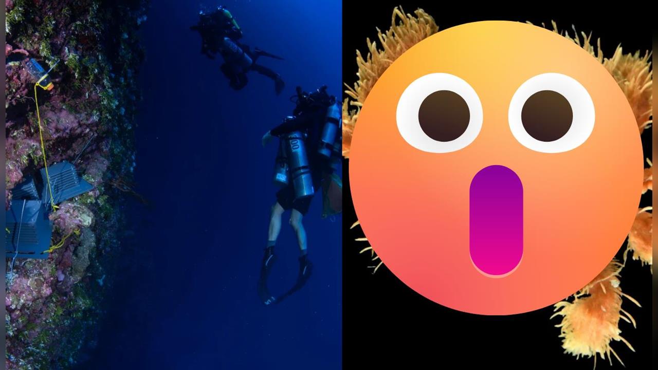 深海驚現全身長毛螃蟹？美團隊潛入「暮光區」撈出20種怪奇物種