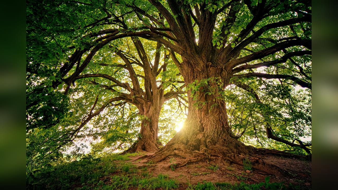 環保自然葬件數近10年翻3倍 樹葬逾9成最多