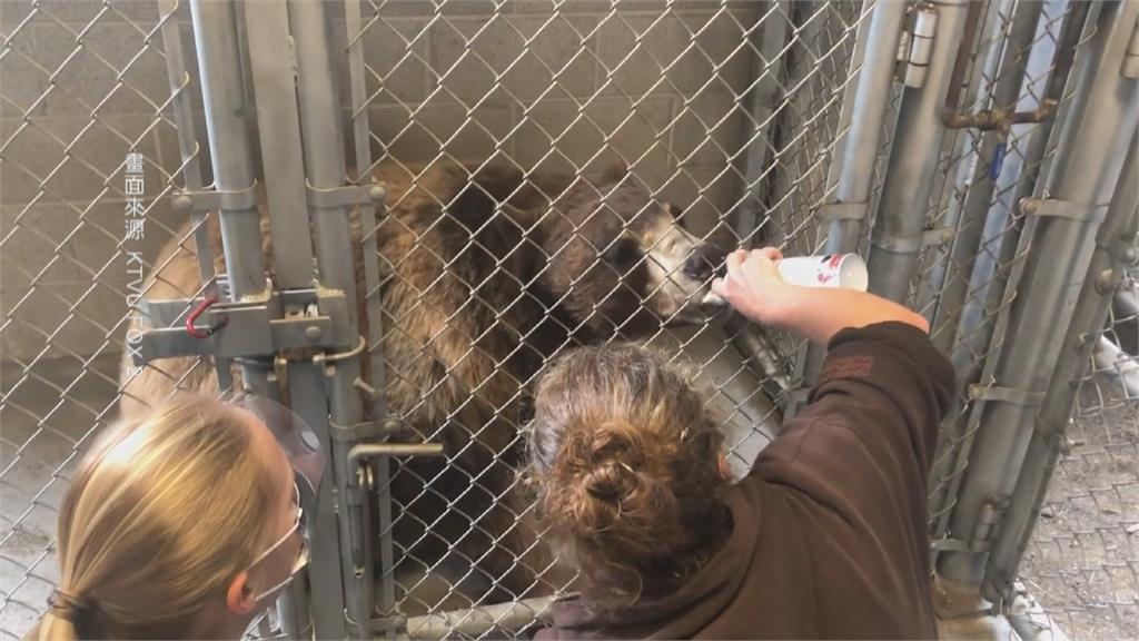 人類染疫恐傳給動物！奧克蘭動物園為黑熊、老虎施打疫苗