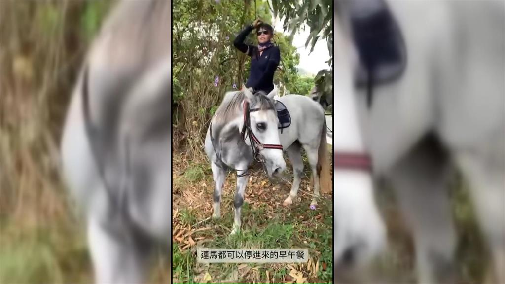 恆春寵物友善餐廳有貴客　2匹高大白馬來了！