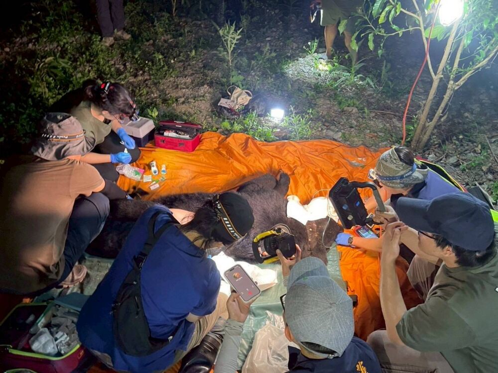 花蓮黑熊「攻擊人」遭槍擊亡　林保署遺憾：基於生命安全優先考量