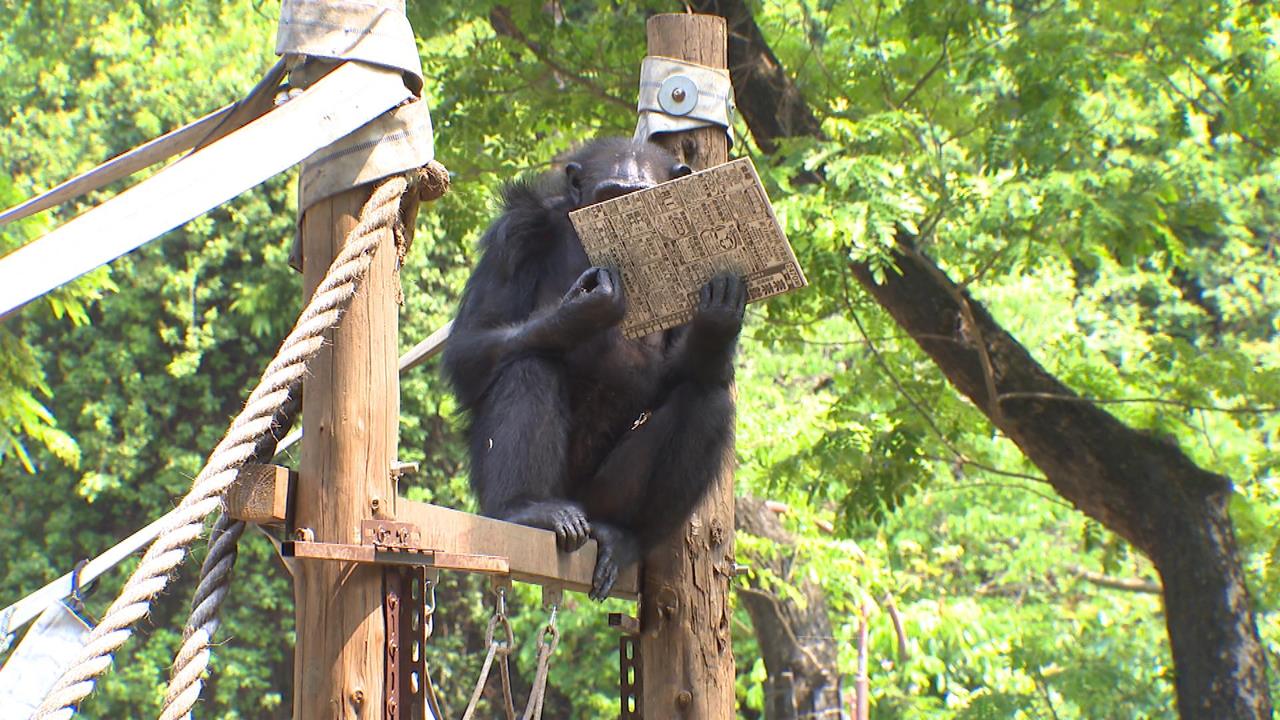 黑猩猩「讀報」找工作？小朋友笑稱：要集體跳槽了嗎？