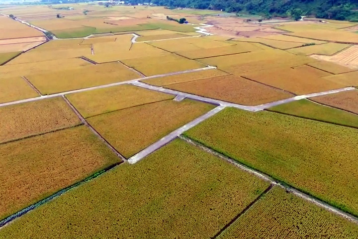 忘憂谷農民憂心忡忡 遊客拍照將稻田踩出大洞