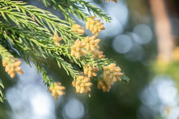 高溫釀雄花數量暴增！　東京花粉季提早　預防商品熱賣