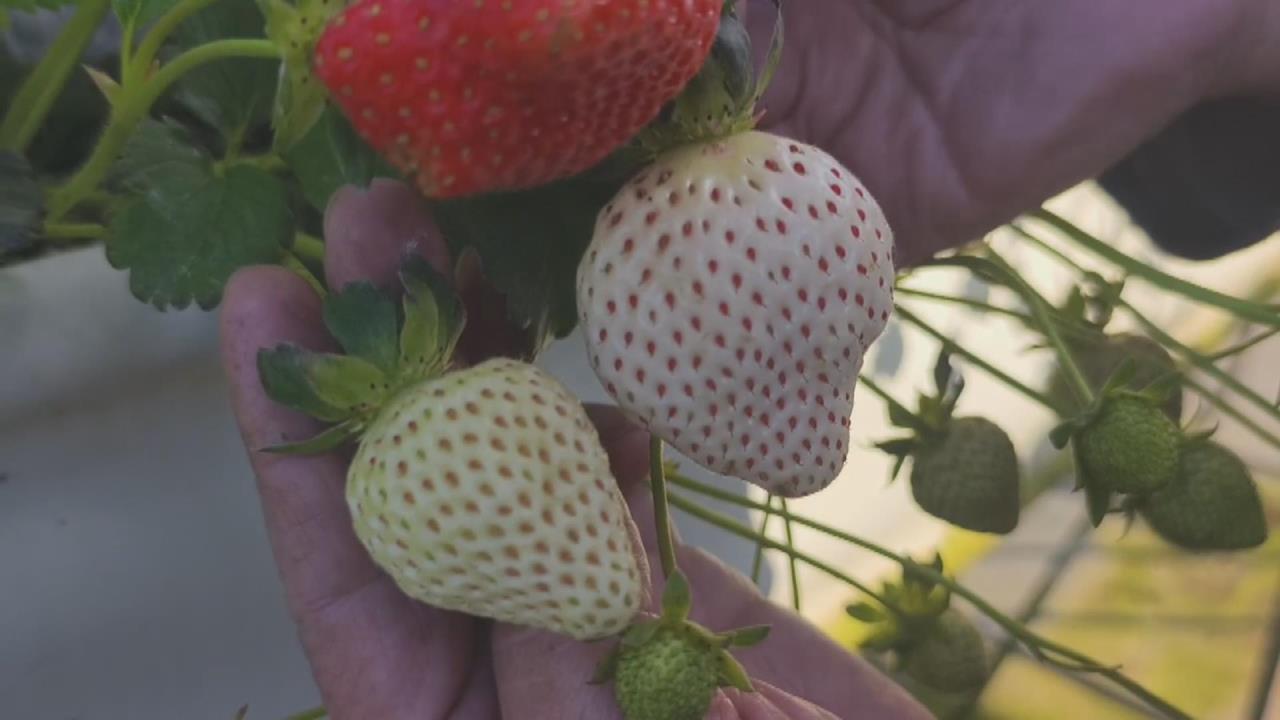 又大又甜！　苗栗大湖種出日本白草莓　一顆120至150元