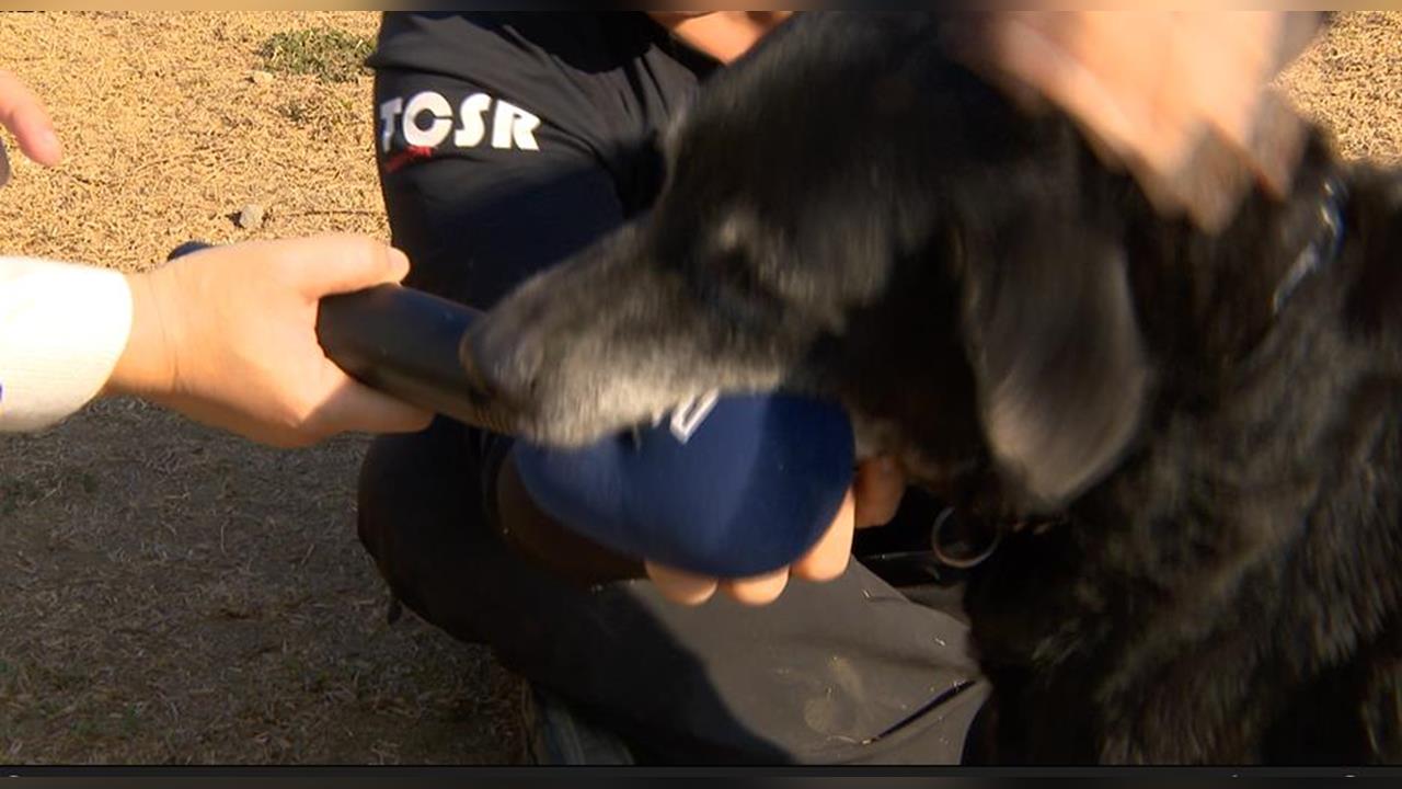 台中2搜救犬光榮退役　期待後半生進入溫暖家庭