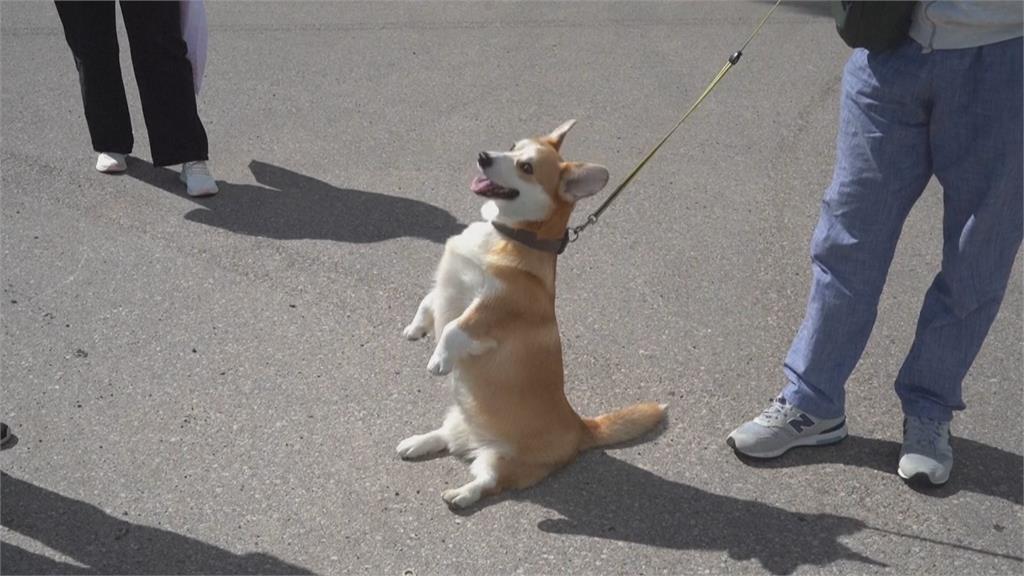 立陶宛年度柯基犬賽跑　百隻短腿毛孩飛奔萌翻全場