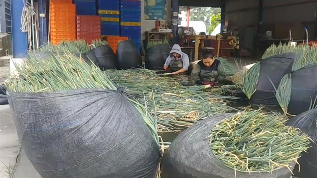 憂颱風毀心血！宜蘭農民搶收三星蔥