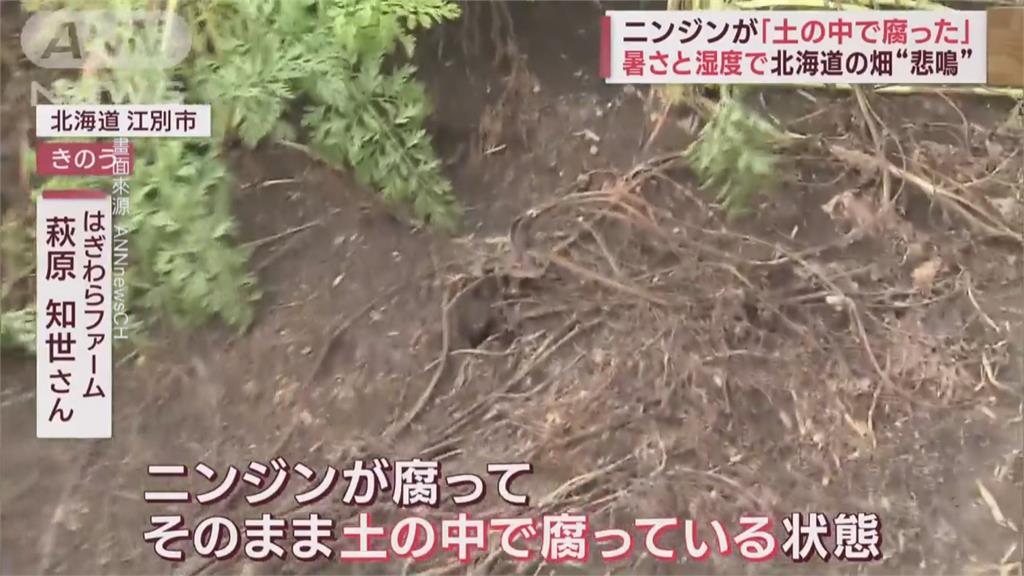 日本高溫！群馬波菜產量銳減　新潟灌溉用水短缺大片稻田枯死
