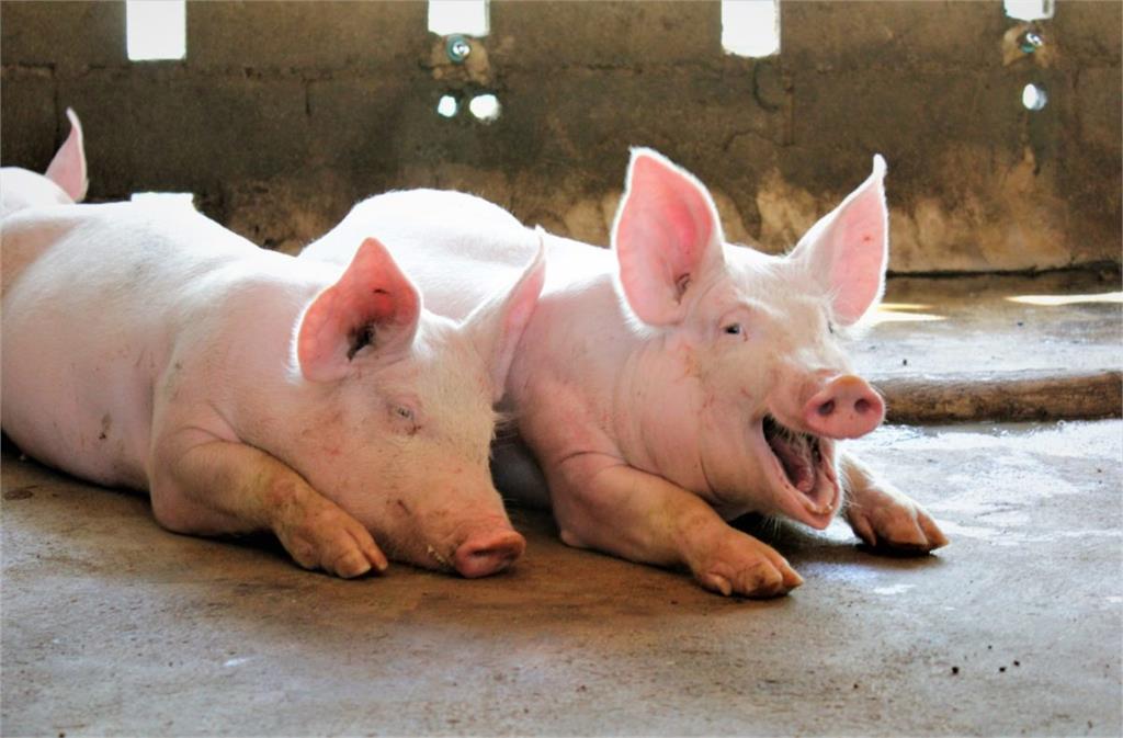 印尼爆發非洲豬瘟！今日14時起帶豬肉品入境將開罰