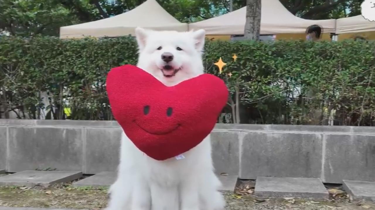 數十隻雪橇犬101前大集合　薩摩耶嗨跑全場萌翻網