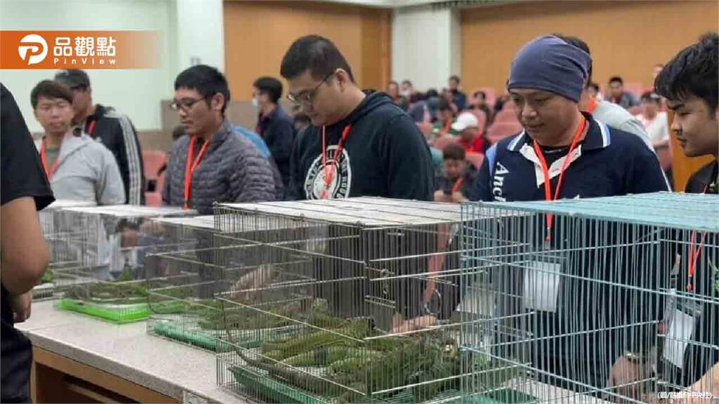 高雄招綠鬣蜥200名獵人訓練！目標移除2萬4000隻
