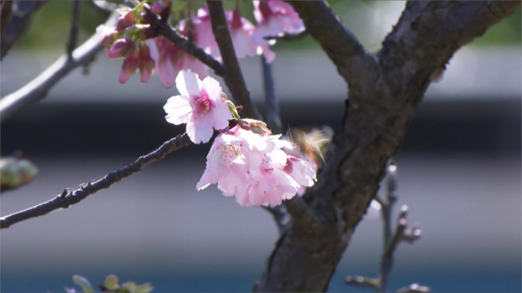 內湖樂活公園櫻花綻放 賞櫻違停亂象多