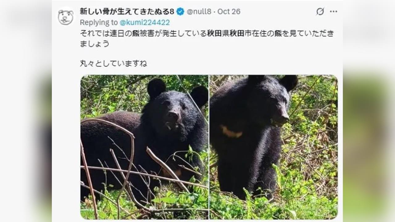 快新聞/旅客注意!今年日本熊害嚴重已10死創高 白川鄉被迫取消點燈活動