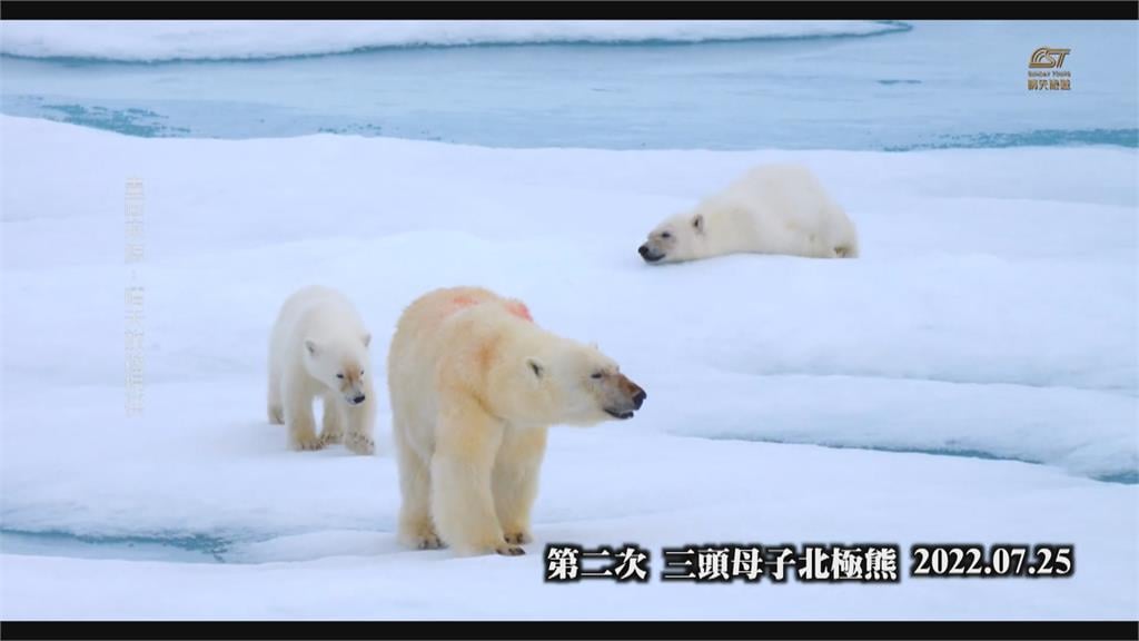 國門解禁！旅行社先行踩點有驚喜　捕捉北極熊媽媽帶寶寶覓食