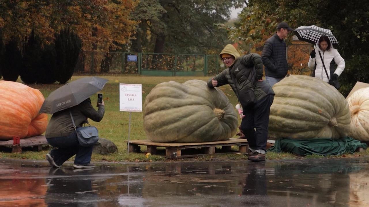 史上最重！波蘭舉行南瓜大賽　巨無霸「546公斤南瓜」破紀錄