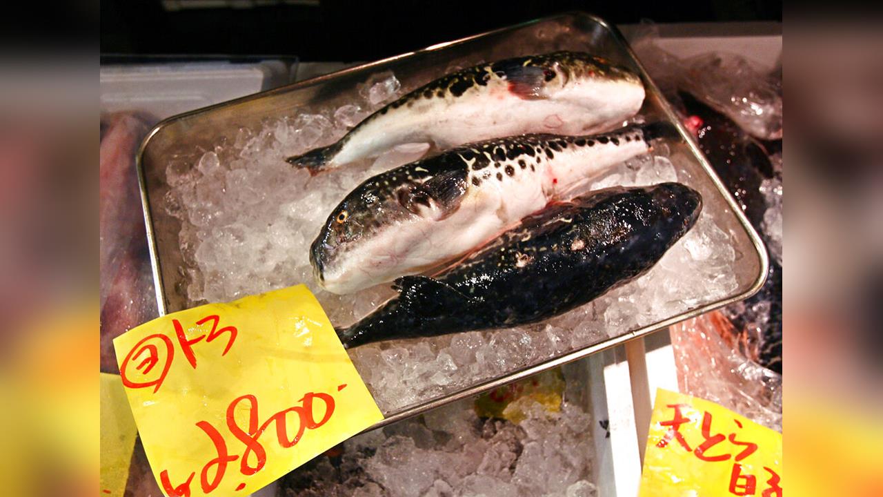 日政府祭"虎河豚"捕獲量限制　地方政府批標準不一