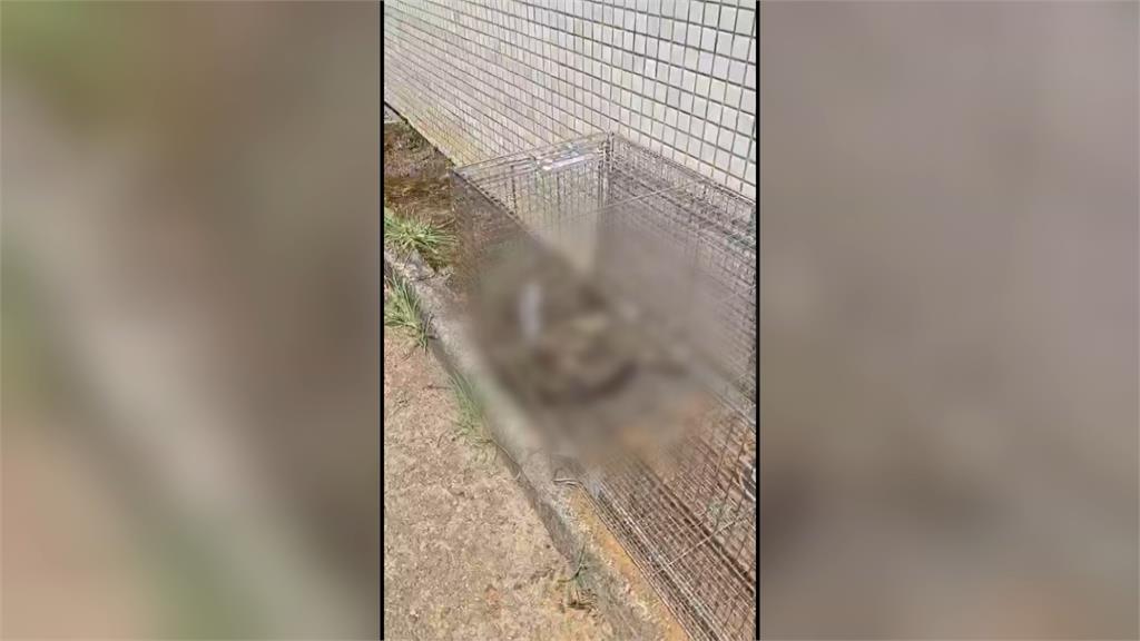捕獸籠有貓屍　學生控虐待動物　陽交大校方：調監視器釐清